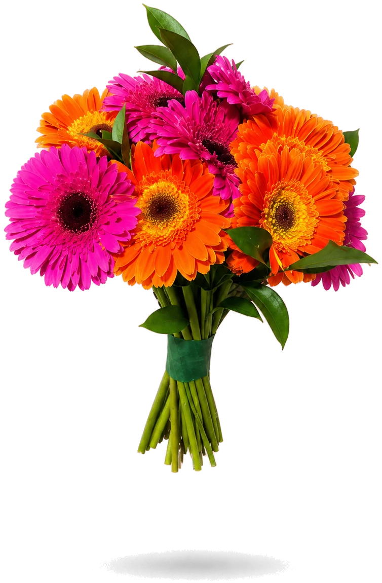 Ramo de gerberas: contiene 20 a 25 varas de gerberas y ruscus